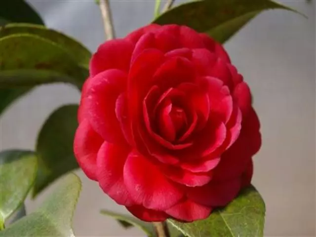 Camellia Japonica 'Black Tie' (red Flower) 4 Camellia Japonica 'Black Tie' (red Flower) - Image 2