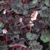 Begonia Black Fancy -Plants in a Box Sales Shop beblackfancy 5e7ba80e 2831 4375 9753 9317e76fa342