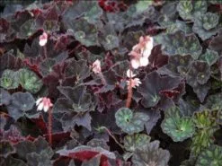 Begonia Black Fancy