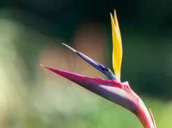Strelitzia Reginae - Bird Of Paradise 85mm -Plants in a Box Sales Shop birds of paradise plant 1608471