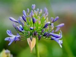 Agapanthus Dwarf Blue