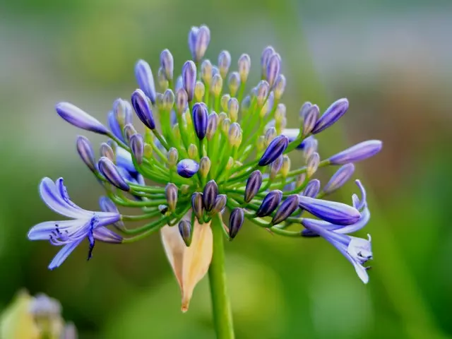 Agapanthus Dwarf Blue 3 Agapanthus Dwarf Blue