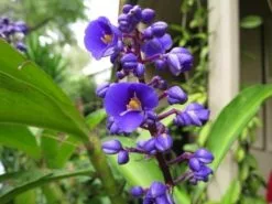Dichorisandra Thyrsiflora Blue Ginger