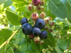 Blueberry Vitality Trees