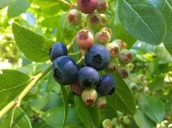 The Edible ðŸ« Plant Box - Large -Plants in a Box Sales Shop blueberry2 9 1