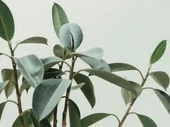 Ficus Elastica Robusta - 85mm -Plants in a Box Sales Shop blur branches close up 213727 03da1a0c f460 4df4 a80c 79b8547bebd2
