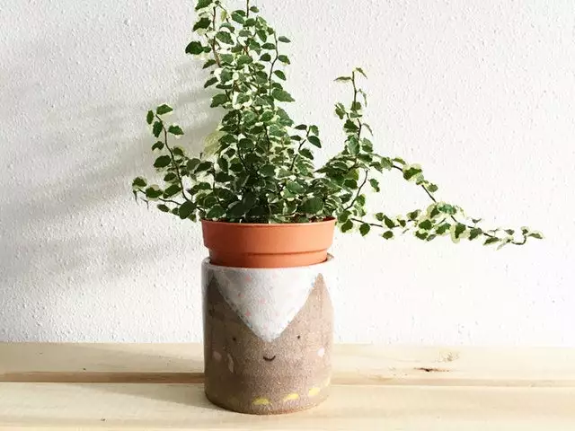 Ficus Pumila Ice Caps Creeping Fig - With Pot 5 Ficus Pumila Ice Caps Creeping Fig - With Pot - Image 3