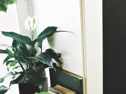 Peace Lily - Petite -Plants in a Box Sales Shop books near window 2894962 1 b0f1dd3f 1471 4910 b180 15f10b2c71fc