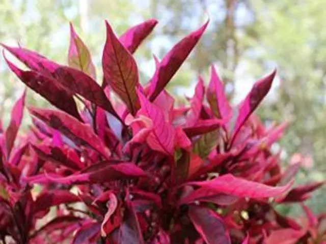 Alternanthera Dentata Brazilian Red Hotsâ„¢ Plant Pack 4 Alternanthera Dentata Brazilian Red Hotsâ„¢ Plant Pack - Image 2