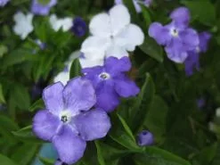 Brunfelsia Latifolia "Yesterday, Today And Tomorrow" 7 Brunfelsia Latifolia "Yesterday, Today And Tomorrow" -Plants in a Box Sales Shop brunfelsia lrg