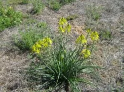 The Australian Bush Tucker Plant Box -Plants in a Box Sales Shop bulbine bulbosa 2