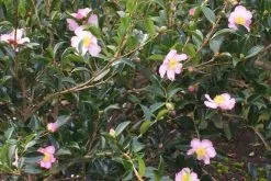 Camellia Sasanqua 'Plantation Pink' (pale Pink Flower) -Plants in a Box Sales Shop camellia sasanqua plantatio
