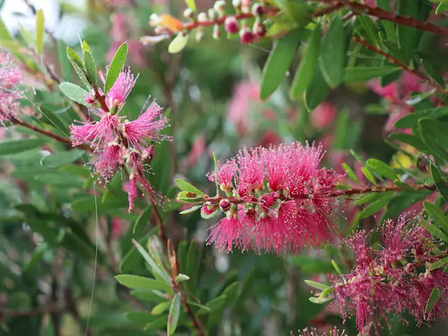 Callistemon Candy Burst ‘CNU06’ PBR 4 Callistemon Candy Burst ‘CNU06’ PBR - Image 2