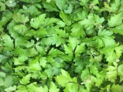 Cissus Ellen Danica -Plants in a Box Sales Shop cissus 1 6ab820bd de7b 4983 bf67 db74d5000779