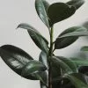Ficus Elastica Robusta - 85mm -Plants in a Box Sales Shop close up color fresh 1831256 090db17c e874 47cc afa6 cba8d2f91e65