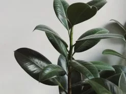 Ficus Elastica Robusta