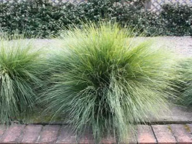 Lomandra Confertifolia 3 Lomandra Confertifolia