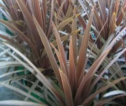 Cordyline Terminalis 'Red Sensation' -Plants in a Box Sales Shop cord red sensation 482a8f4d 580a 4c6a 8b06 57790417bc64
