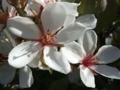 Cosmic Whiteâ„¢ Rhaphiolepis Indica â€˜RAPH01â€™ Pbr -Plants in a Box Sales Shop cosmic white 1 ad85a25e 586f 479f a8cc adbbeb26d848