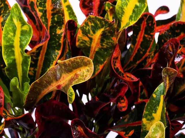 Croton'Mammy' 5 Croton'Mammy' - Image 3