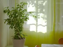 Ficus Benjamina Variegata -Plants in a Box Sales Shop darren richardson ag64djbxmLs unsplash 9b4788e3 bf69 49ae acf8 25ccd700f87a