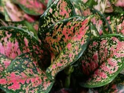 Aglaonema -Red Valentine 11 Aglaonema -Red Valentine -Plants in a Box Sales Shop david clode fhY3lp3KCx4 unsplash 1 73d439f7 1cda 4b9a 8534 a12ba81ed58e