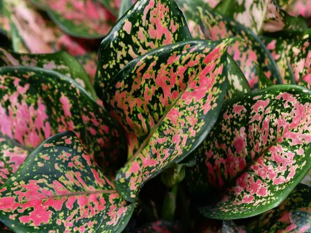 Aglaonema -Red Valentine 6 Aglaonema -Red Valentine - Image 4