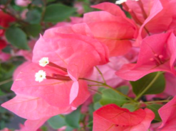 Bougainvillea Zinnibar