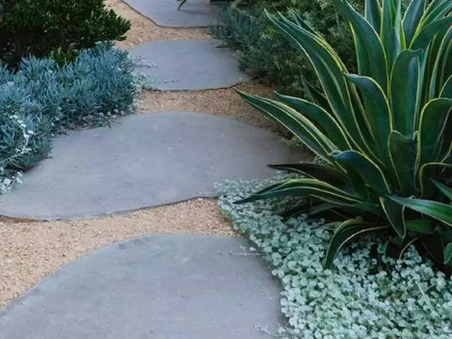 Dichondra Silver Falls 6 Dichondra Silver Falls - Image 4