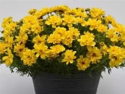 Bidens Sun Drop Double Yellow -Plants in a Box Sales Shop dispHabit