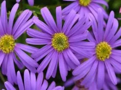 Brachyscome Angustifolia Brasco Violet 9 Brachyscome Angustifolia Brasco Violet -Plants in a Box Sales Shop dispHabit 0d482e0a a030 4797 98c7 3479b8d72567