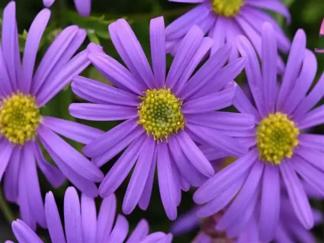 Brachyscome Angustifolia Brasco Violet 5 Brachyscome Angustifolia Brasco Violet - Image 3