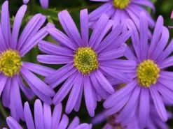 Australian Native Mixed Pack -Plants in a Box Sales Shop dispHabit 1080x 76dbadcc dd85 4644 9eb6 9e7a0f0148a4