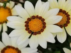 Gazania Rigens New Day White -Plants in a Box Sales Shop dispthumb 18933689 47b1 4c07 83de b4f3416ecc79