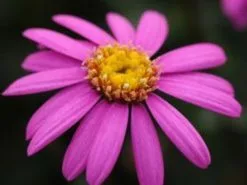 Brachyscome Multifida Radiant Magenta -Plants in a Box Sales Shop dispthumb 1 e7a472fc 577f 404b bfa4 7f4794449b0b