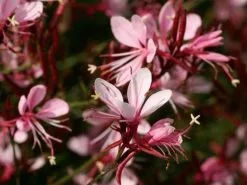 Oenothera (Gaura) Lindheimeri Belleza Compact Light Pink -Plants in a Box Sales Shop dispthumb 2 c7ba52a1 d1ac 4de5 a40c ded1e881f15c
