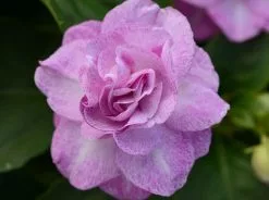 Impatiens Walleriana Fiesta Stardust Lavender -Plants in a Box Sales Shop dispthumb b788ae89 59df 427f 9bcf 8b414e7239f0