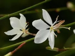 Oenothera (Gaura) Lindheimeri Belleza White -Plants in a Box Sales Shop dispthumb e86c6822 577b 4df1 b8fa 316979800031