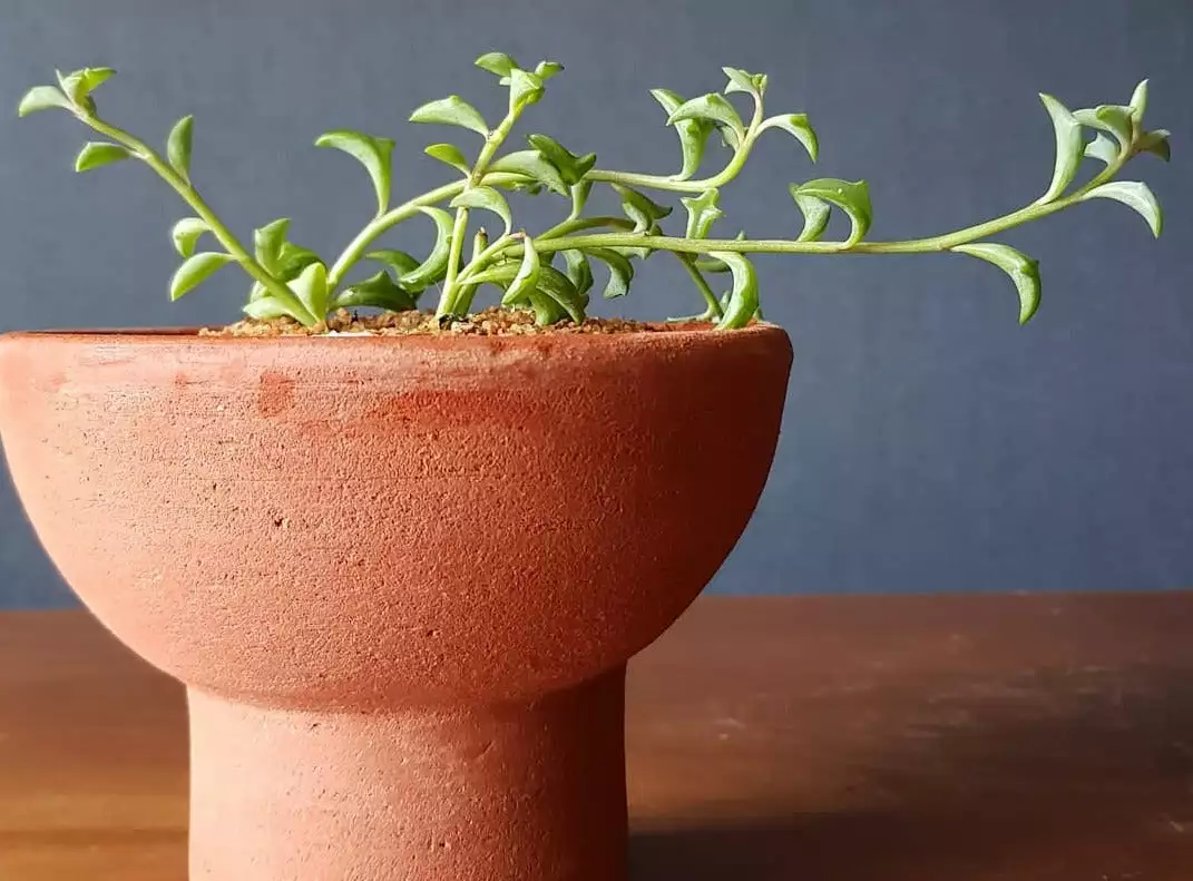 Senecio Peregrinus String Of Dolphins 8 Senecio Peregrinus String Of Dolphins - Image 6