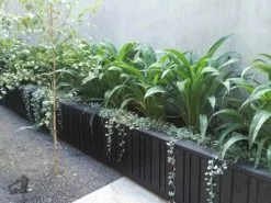 Dichondra Silver Falls 19 Dichondra Silver Falls -Plants in a Box Sales Shop e4db759d2a9149198c8d0c3e00d092c1 06c0ab33 7df6 441a 9e32 c37aedcaa1f6