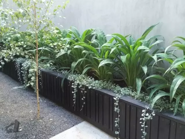 Dichondra Silver Falls 9 Dichondra Silver Falls - Image 7