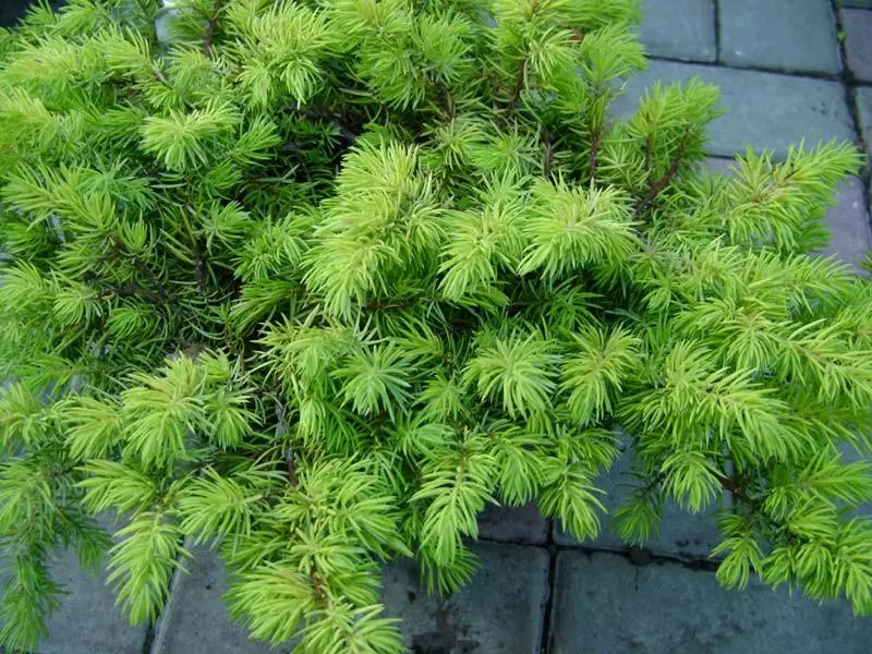 Juniperus Conferta "All Gold" 4 Juniperus Conferta "All Gold" - Image 2