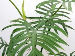 Philodendron Elegans -Plants in a Box Sales Shop f2706512255e5c9b0a289f6e92da720e 9aeabe5e 193d 41c1 8f7f c90830d3856f