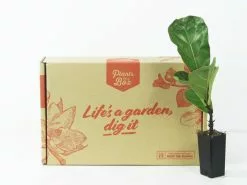 Ficus Lyrata Bambino 13 Ficus Lyrata Bambino -Plants in a Box Sales Shop fiddle leaf fig box 1c5e8c9c 1bc1 4fae 841e b12425a83350
