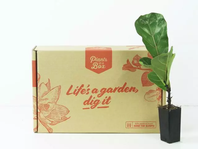 Ficus Lyrata Bambino 6 Ficus Lyrata Bambino - Image 4