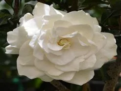 Gardenia True Love -Plants in a Box Sales Shop gardenia true love 4cfd8ac7 6e60 4fd1 a81b 7a608bb794a8