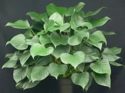 Elho Eco Friendly â™»ï¸Gift Box - Homalomena 'Emerald Gem' 11 Elho Eco Friendly â™»ï¸Gift Box - Homalomena 'Emerald Gem' -Plants in a Box Sales Shop gem eb34e88a a100 4b16 8471 bc6740e7473c