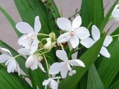 Assorted Box Of Flowering Orchids 'Spathoglottis' - Larger Size 16 Assorted Box Of Flowering Orchids 'Spathoglottis' - Larger Size -Plants in a Box Sales Shop getImage 618x458 crop center.progressive 370492f2 0af5 4c66 b96f b8973dcdbfd7
