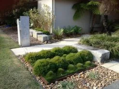 Bambusa Baby Panda Grass -Plants in a Box Sales Shop green space design and maintenance buderim landscaping baby panda grasses and nomow grasses in timber framed boxes 4797 938x704 1