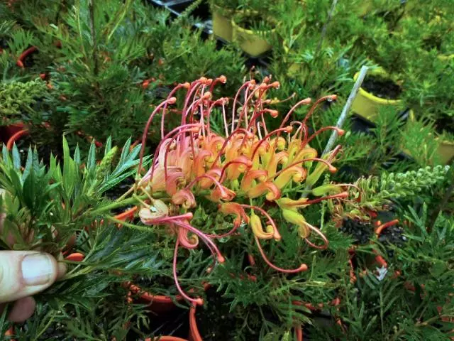 Grevillea Ned Kelly 3 Grevillea Ned Kelly